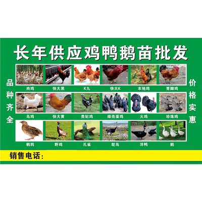 长年供应鸡鸭鹅苗批发海报展板鸡鸭批发零售活禽批发零售墙贴墙纸