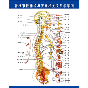 人体骨骼图大挂图器官示意图内脏结构图人体肌肉解剖图海报大全