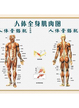 人体肌肉骨骼图示意图分布图中医养生装饰挂画海报肌肉骨骼解剖图