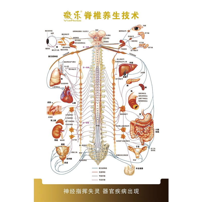 脊柱疾病相关示意图中医养生美容院按摩店宣传画装饰海报贴纸广告