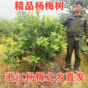 正宗嫁接东魁黑炭杨梅苗树苗当年结果南方种植地栽果苗带带土球