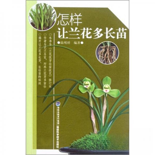 正版怎样让兰花多长苗