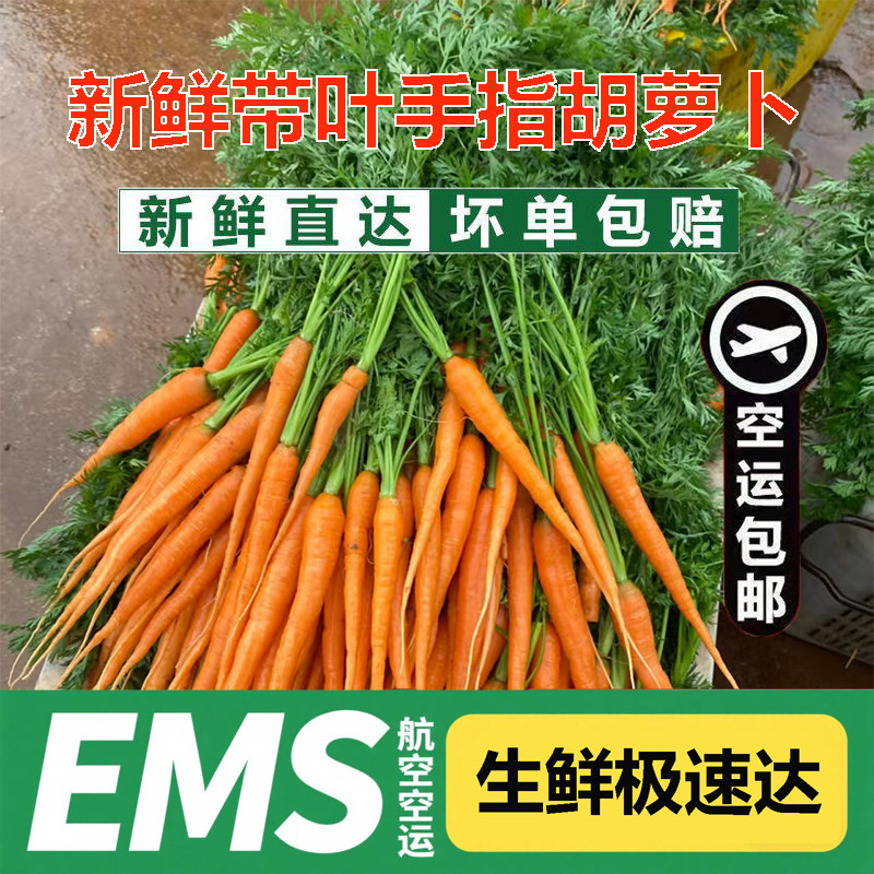 新鲜手指胡萝卜小红胡萝卜沙拉