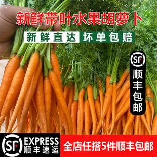 新鲜带叶手指胡萝卜迷你小红萝卜西餐食材水果小萝卜宝宝宴摆兔子