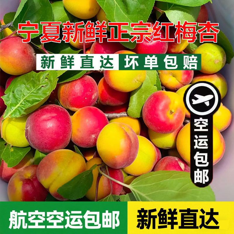 航空包邮宁夏新鲜红梅杏固原红杏当季孕妇头茬杏子非大黄杏甜梅杏