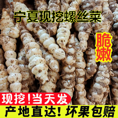 宁夏现挖螺丝菜宝塔菜地牯牛地环地螺菜新鲜甘露生地环泡菜食材