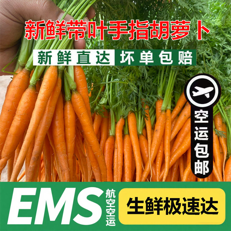 航空包邮新鲜带叶手指胡萝卜迷你小红萝卜西餐食材宝宝宴摆兔子