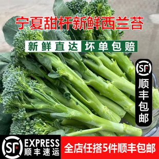 宁夏新鲜甜杆西兰苔花苔当季新鲜蔬菜手指长杆西蓝苔酒店饭店食材