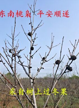 正宗野生恋枝桃桃奴桃枭毛桃核东南枝树上摘果正月真正的桃枭原皮