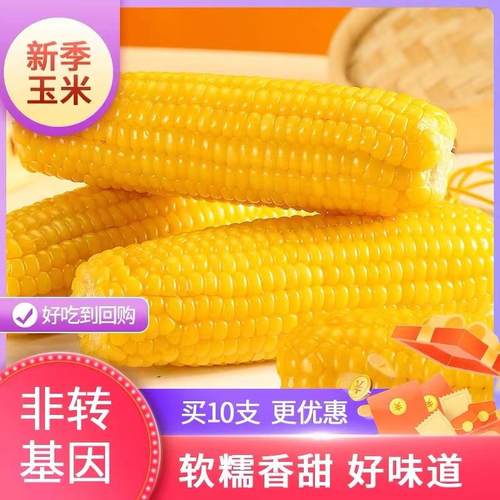 东北甜糯黄玉米200g/根*10支