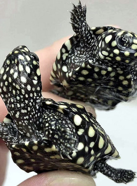 速发正宗斑点龟苗黑池龟满天星斑点苗深水吃粪观S赏鱼龟混养缸清