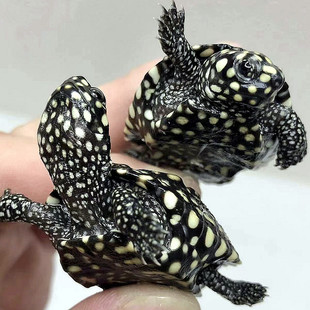 速发正宗斑点龟苗黑池龟满天星斑点苗深水吃粪观S赏鱼龟混养缸清