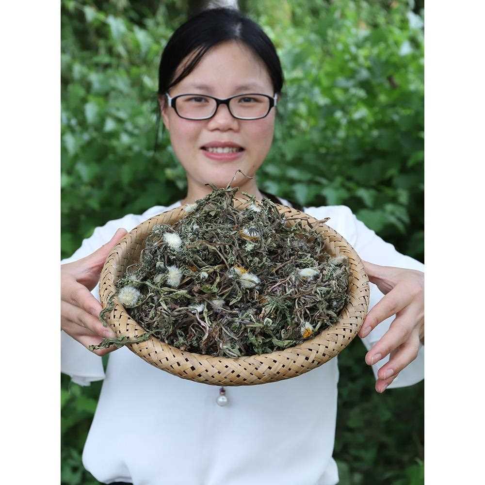新疆包邮野生蒲公英干货浦公英500g全株婆婆丁农家新鲜生晒整棵蒲