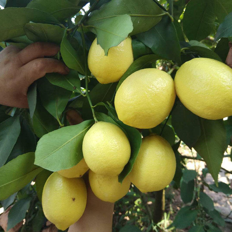 四川安岳黄柠檬3斤精选大果包邮新鲜现摘水果非青柠檬香水柠檬,包装,水果包装,淘宝优惠券,粉丝福利购,淘宝优惠卷