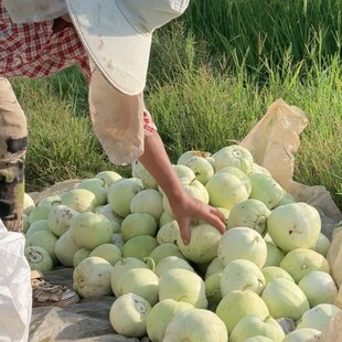 湖南衡阳耒阳向阳桥本地老白皮香瓜甜瓜新鲜当季水果甜宝梨瓜脆瓜