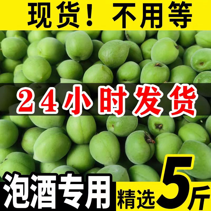 新鲜青梅果现摘鲜果高山野生酸梅子泡酒酵素专用水果青梅鲜果