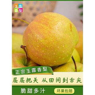 正宗山西玉露香梨脆甜多汁隰县雨露香梨子当季新鲜礼盒5/10斤包邮