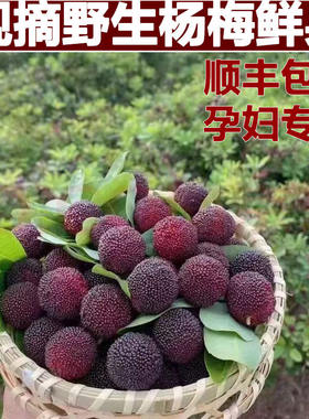 贵州高山小杨梅新鲜现摘