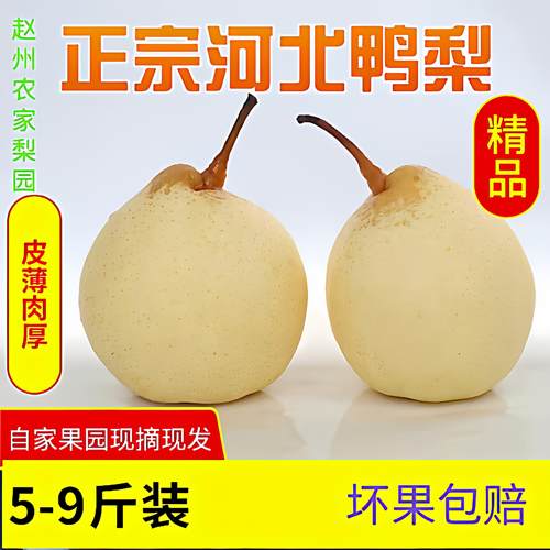 正宗河北鸭梨赵县特产水