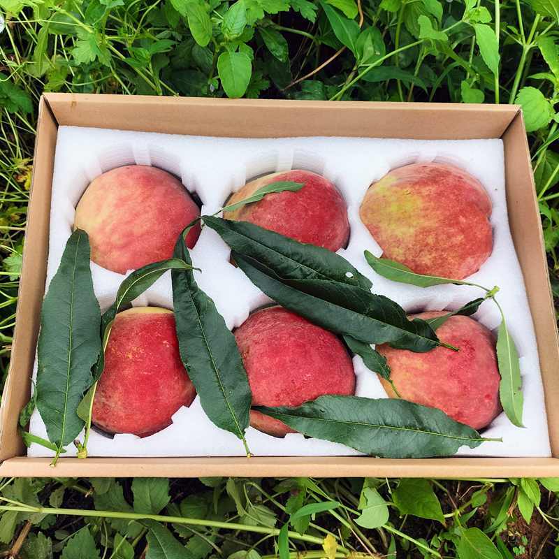 正宗大理云南丽江桃脆桃鲜果寿桃冬雪桃特大现摘现发孕妇桃子新鲜