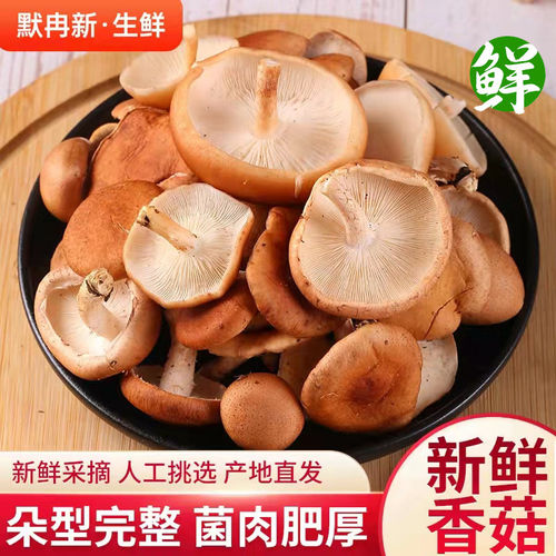 【现货】新鲜小香菇1斤装
