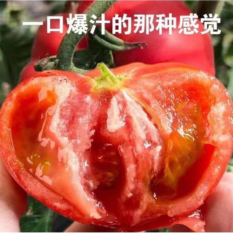 新疆沙瓤西红柿自然熟生吃普罗旺斯现摘新鲜水果蔬菜番茄5斤包邮