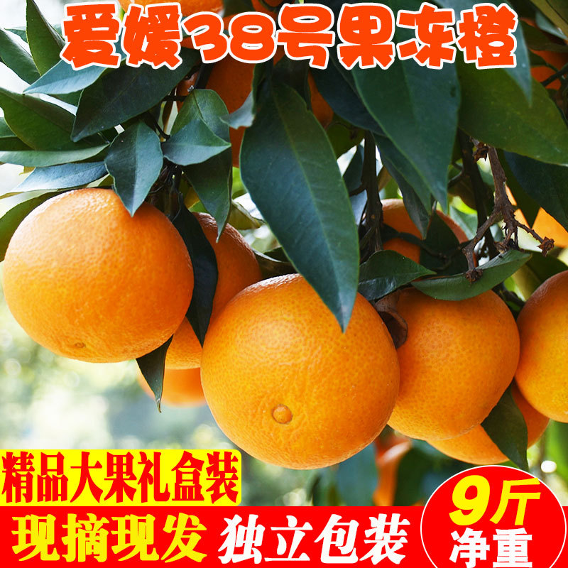 精品大果 爱媛38号果冻橙现摘应季手剥橙子水果新鲜包邮当季整箱