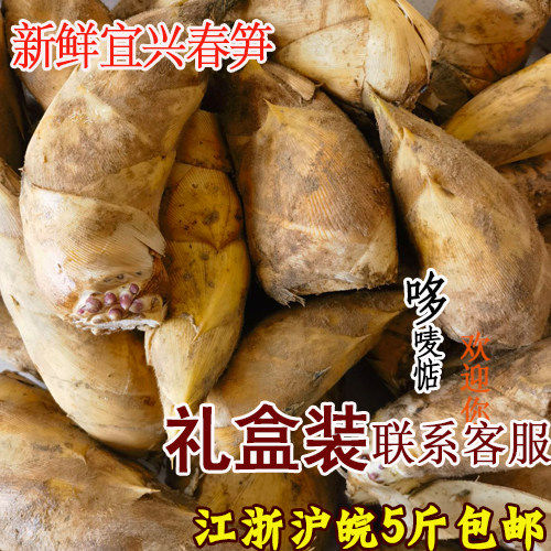 新鲜宜兴大春笋高山笋3斤5斤野生冬竹笋蔬菜农产品时令蔬菜毛竹笋