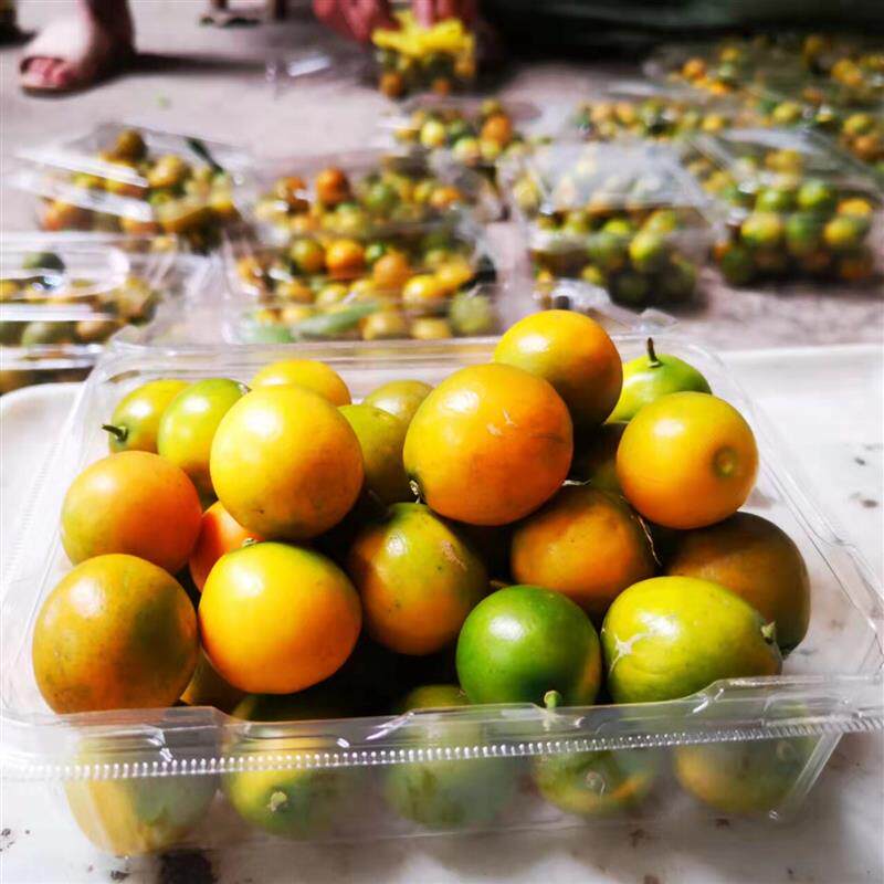 产地直供广西融安金桔脆皮当季新鲜水果(家庭5斤装)