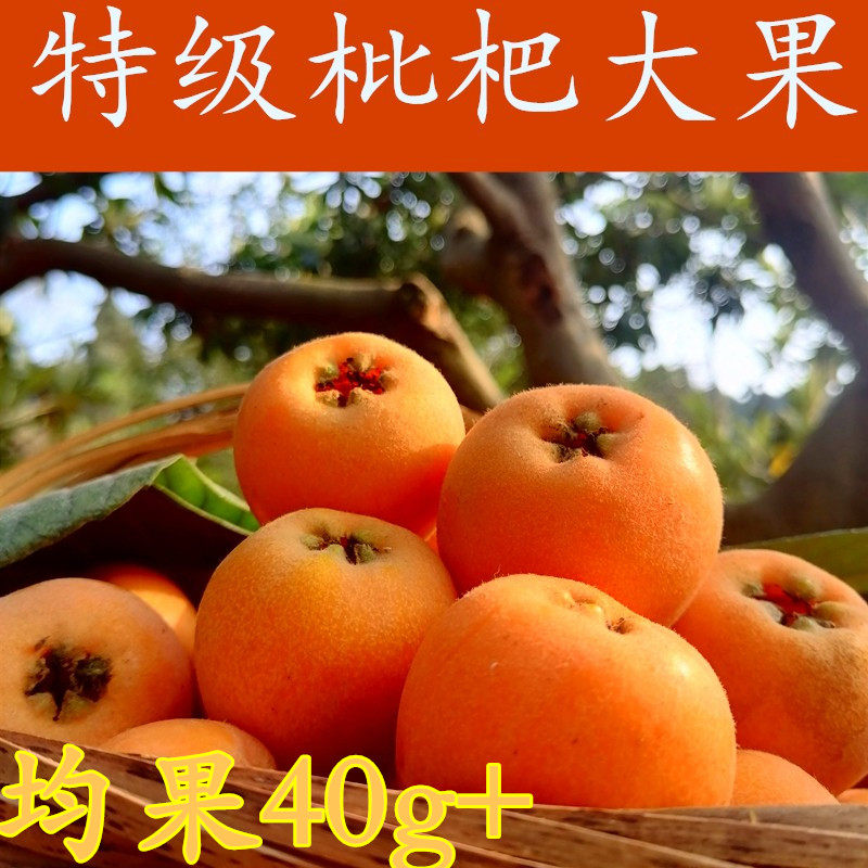 特级现货四川成都龙泉驿老树五星枇杷果高山阳光新鲜自然水果现摘