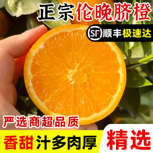 正宗秭归伦晚脐橙应季现摘新鲜水果手剥果冻橙树上自然熟顺丰包邮