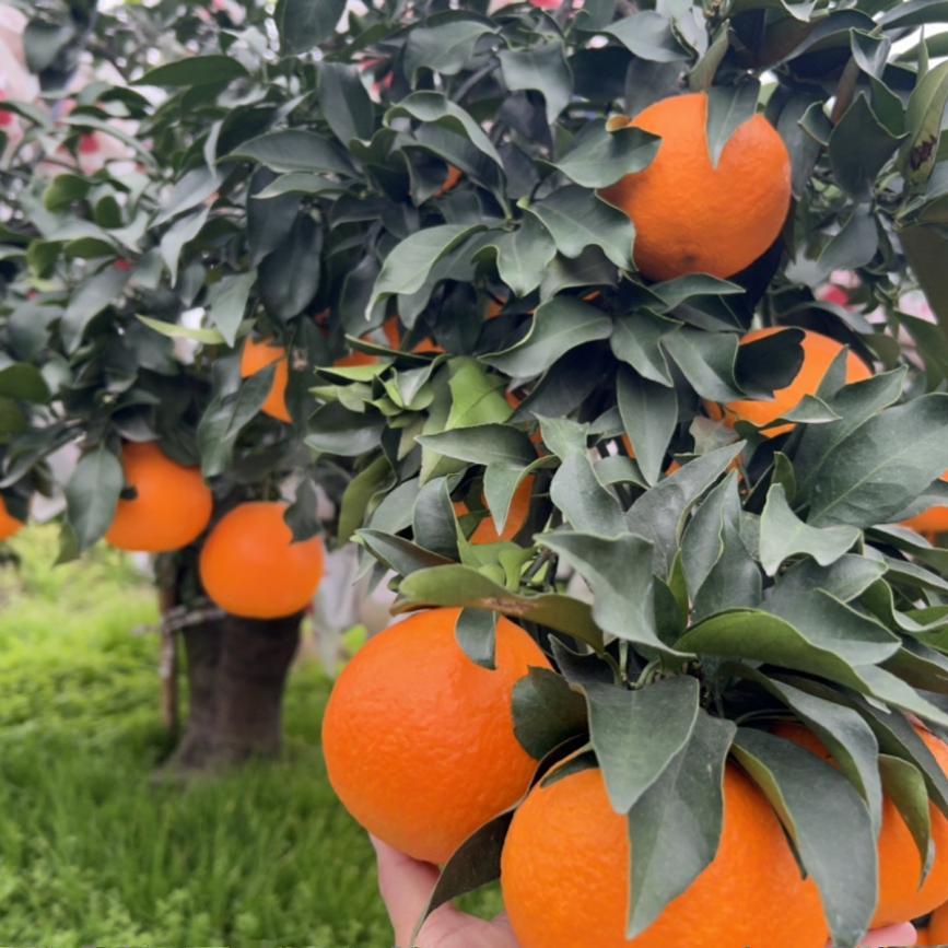 原生态自然熟四川爱媛38号果冻橙橙子新鲜农产品净重10斤现摘现发