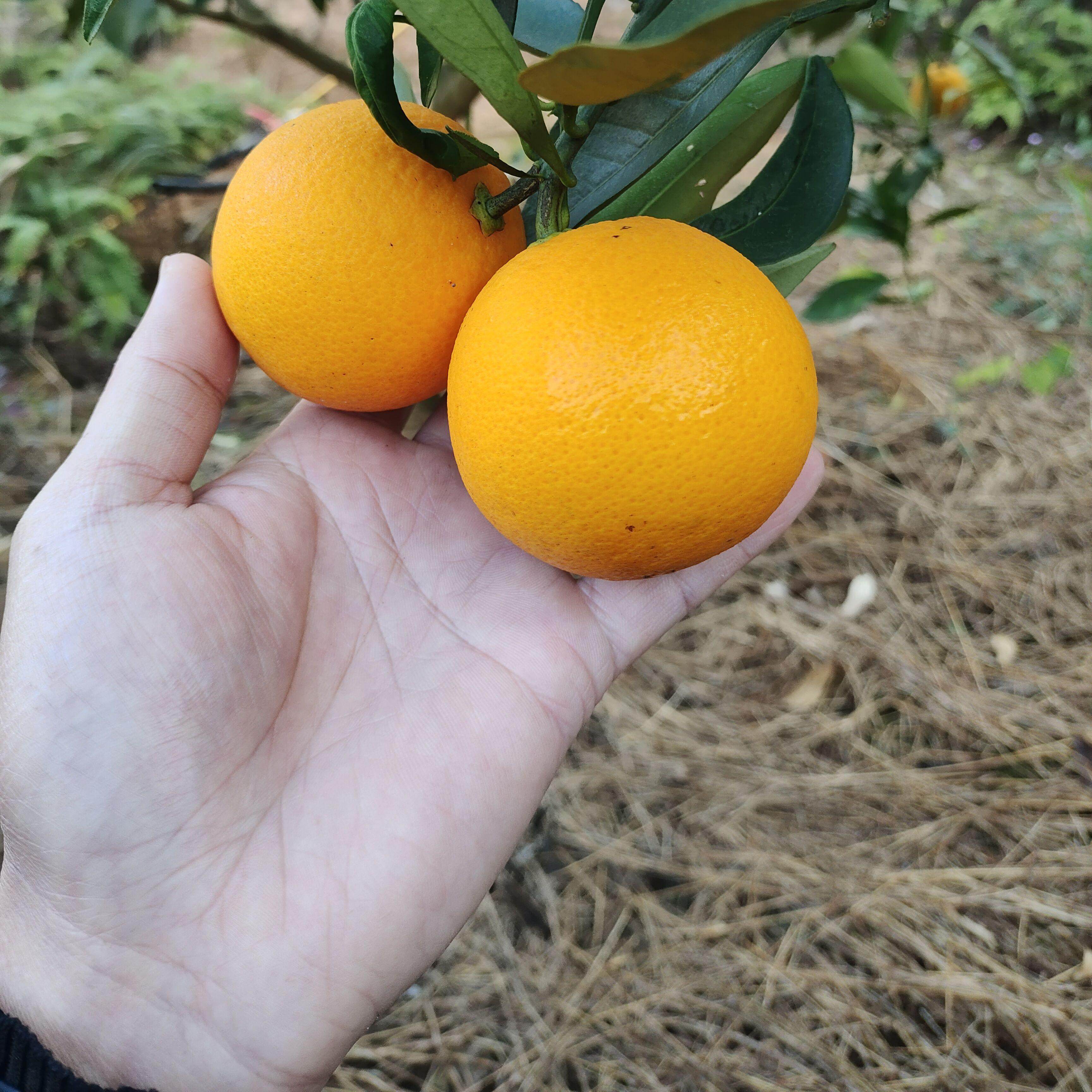 江西长叶香橙现摘新鲜水果带叶新鲜甜橙子赣州安远,家居饰品,仿真水果,淘宝优惠券,粉丝福利购,淘宝优惠卷