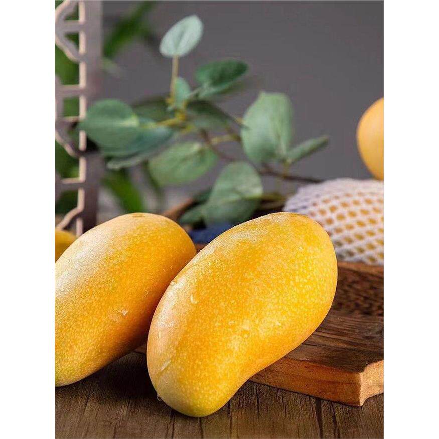 海南三亚金煌芒当季新鲜水果大青黄皮水仙芒果八斤礼盒装顺丰包邮