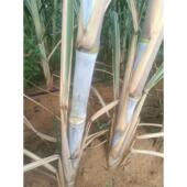 包邮 柳城19619 1909甘蔗广西特色农产品17190柳蔗高糖蔗现砍 一箱