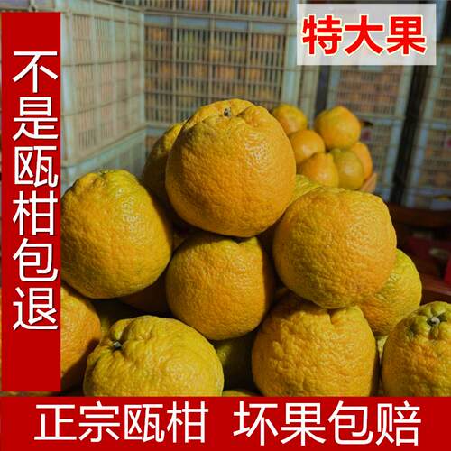 新鲜温州瓯柑农家自种苦