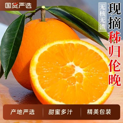 秭归橙子伦晚春橙五斤装果园现摘现发自产自销甜橙榨汁手剥冰糖橙