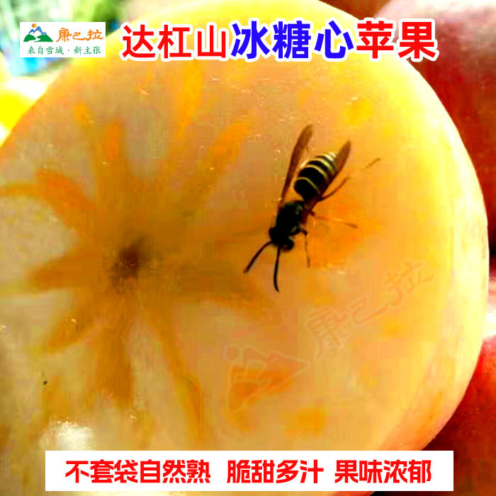 正宗康定达杠糖心野丑苹果高原藏区生态甜脆红富士新年礼非阿克苏