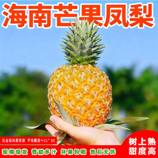 海南芒果凤梨香甜多汁芒果风味凤梨海南台农23号海南金钻凤梨现摘