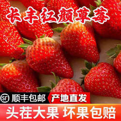 安徽长丰草莓红颜奶油草莓新鲜现摘孕妇九九牛奶草莓水果礼盒顺丰