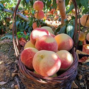 云南特产大理冬桃新鲜10斤脆甜毛桃水蜜桃雪桃应季水果顺丰包邮