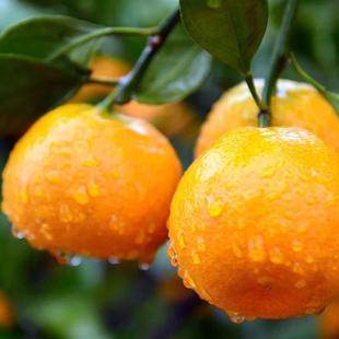 湖南石门蜜橘10斤橘子桔子整箱新鲜孕妇水果当季柑橘薄皮无籽蜜桔