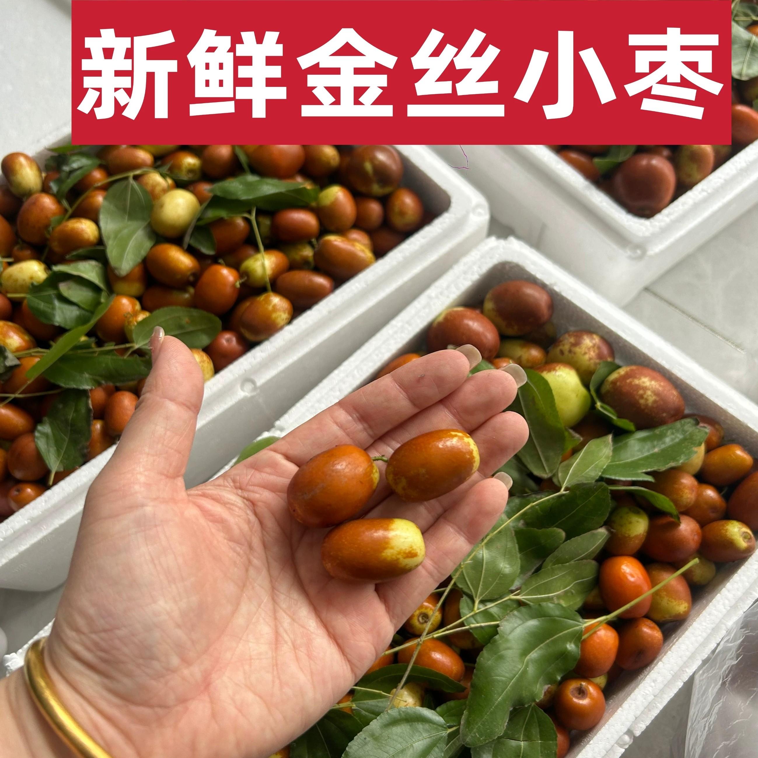 金丝小枣沧州特产红枣河北果园现摘脆枣鲜枣孕妇新鲜现摘水果包邮