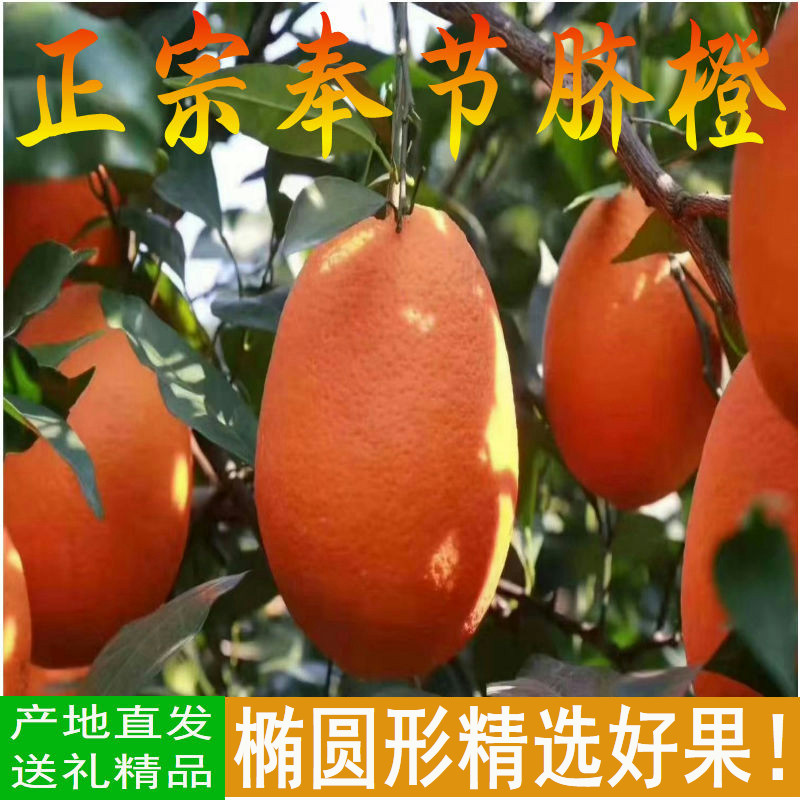 2025年6月 正宗重庆纽荷尔伦晚新鲜孕妇水果超甜精品送礼