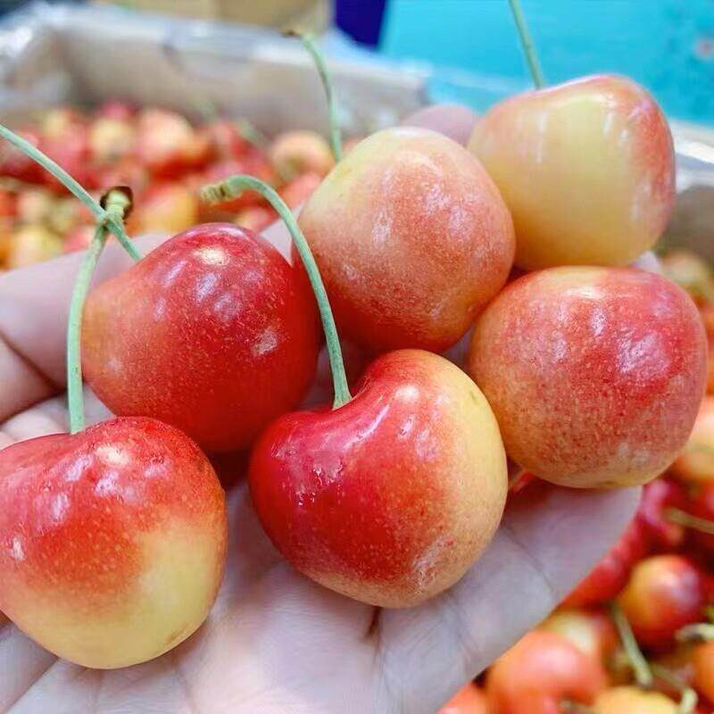 黄金车厘子2斤礼盒3j雷尼尔黄樱桃特大果新鲜水果顺丰包邮