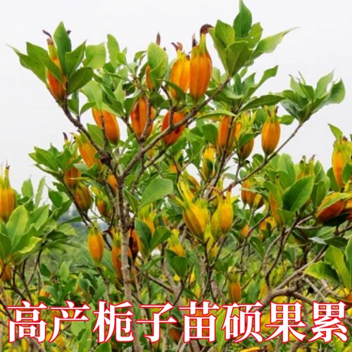 正宗黄桅子小叶黄栀子结大果产量高现挖现发正宗小叶水桅子