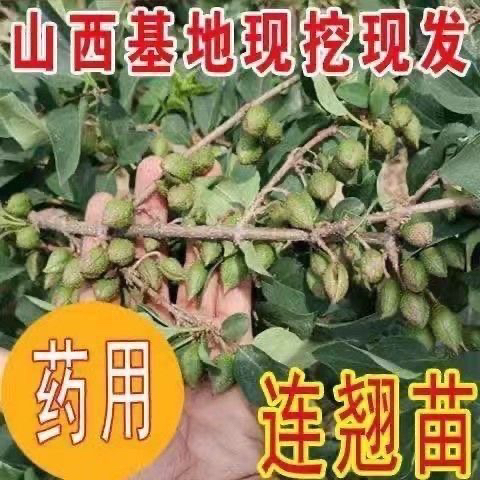 5号药用连翘树苗高产连翘大果连翘树5号连翘树苗正宗室外耐寒种植