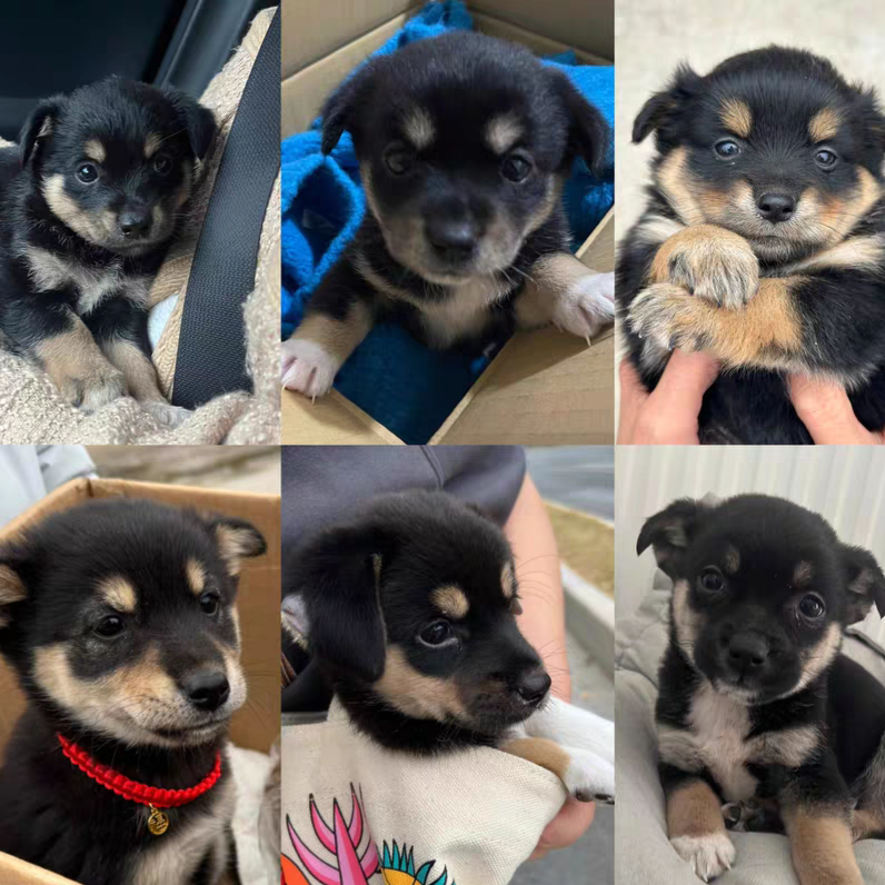 中华田园犬幼崽黑狗白狗黄狗花狗四眼狗金毛拉布拉多看家护院犬