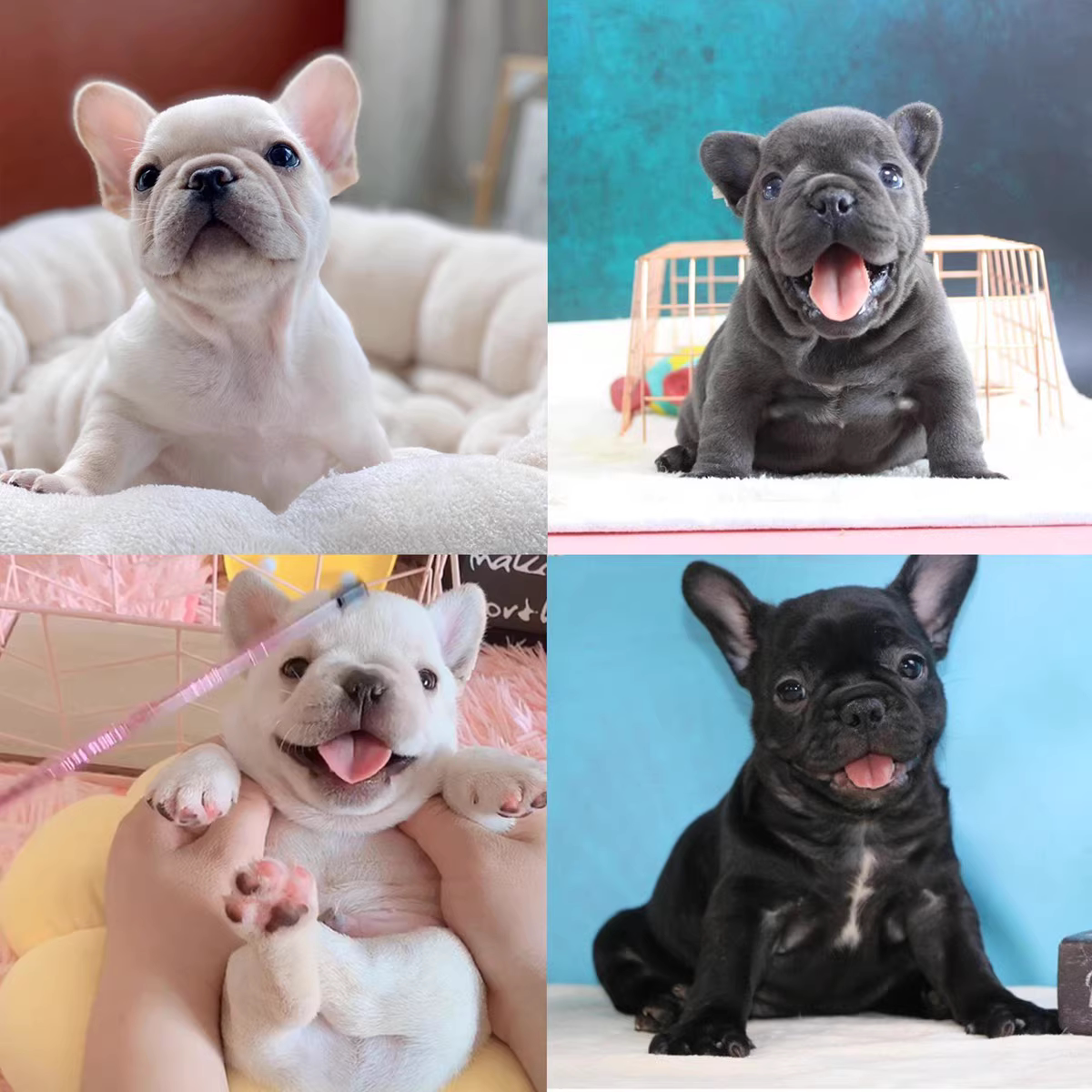 法斗幼犬法国斗牛犬蓝色奶油色黑白色纯种法斗幼崽短毛小型犬宠物