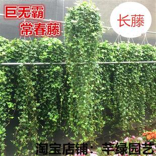 长藤大号常春藤盆栽室内吊兰垂吊爬藤植物绿植长藤黄金葛爬墙去甲